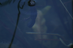 Triturus carnifex