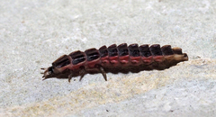 Lampyrinae