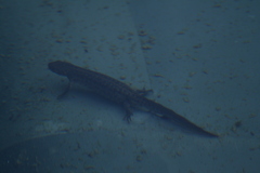 Triturus carnifex