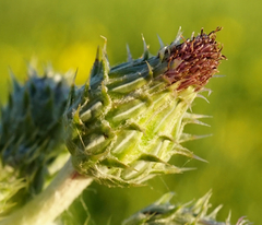 Cirsium brachycephalum