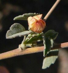 Abutilon incanum