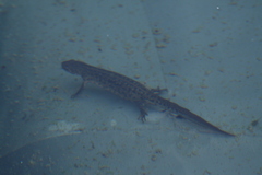 Triturus carnifex