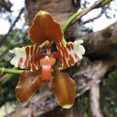 Cyrtochilum