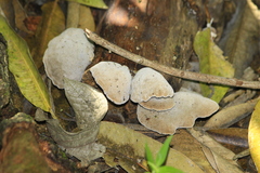 Auricularia polytricha