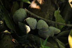 Auricularia polytricha