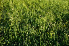 Cirsium brachycephalum