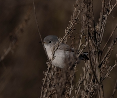 Polioptila californica