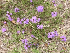 Glandularia dissecta