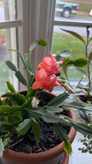 Schlumbergera truncata