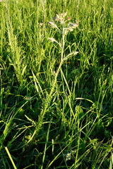 Cirsium brachycephalum