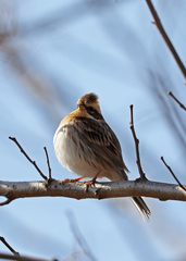 Emberiza elegans
