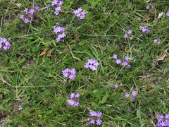 Glandularia dissecta