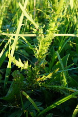 Cirsium brachycephalum