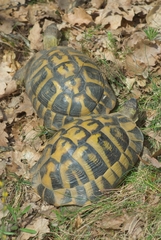 Testudo hermanni hermanni