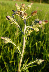 Cirsium brachycephalum
