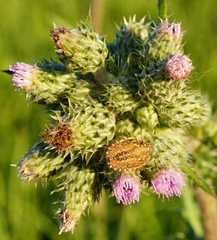 Cirsium brachycephalum