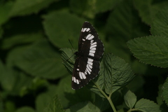 Neptis rivularis