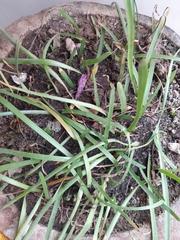 Zephyranthes carinata