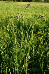 Cirsium brachycephalum