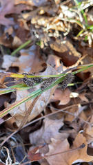 Carex frankii