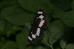 Neptis rivularis