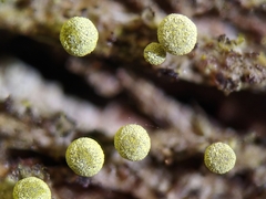 Physarum oblatum