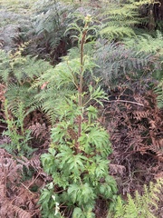 Trachymene composita