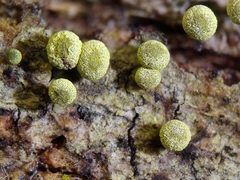 Physarum oblatum
