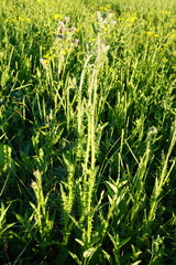 Cirsium brachycephalum