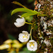 Sarcochilus niveus - Photo (c) Craig Robbins, some rights reserved (CC BY-NC), uploaded by Craig Robbins