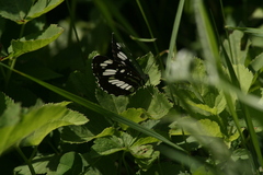 Neptis rivularis