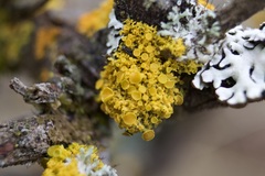 Polycauliona polycarpa