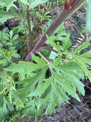 Trachymene composita