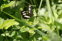 Neptis rivularis