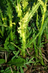 Cirsium brachycephalum