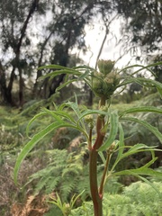 Trachymene composita