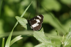 Neptis rivularis