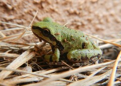 Hyla wrightorum