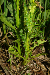 Cirsium brachycephalum