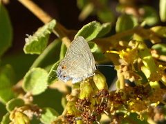 Calycopis