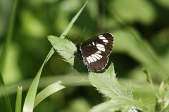 Neptis rivularis