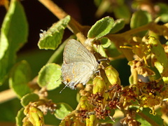 Calycopis