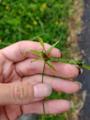 Rhynchospora radicans