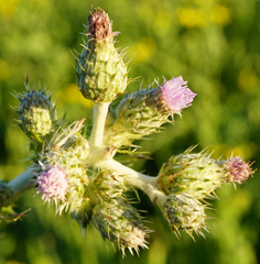 Cirsium brachycephalum