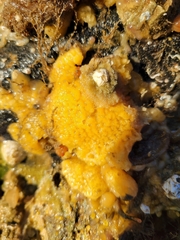 Botrylloides violaceus