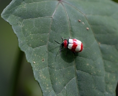 Oedionychina