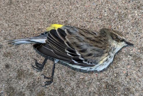 Myrtle Warbler photographed in Connecticut