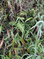 Melinis minutiflora