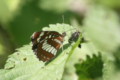 Neptis rivularis