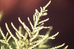 Dysphania rhadinostachya inflata